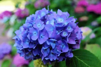 So pflegst du deine Hortensien im Herbst für eine prachtvolle Blüte