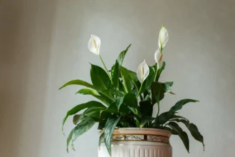 Spathiphyllum düngen: Das effektive Hausmittel aus deiner Küche für üppige Blüten
