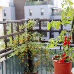 Mikro-Obst