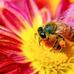 Bienen