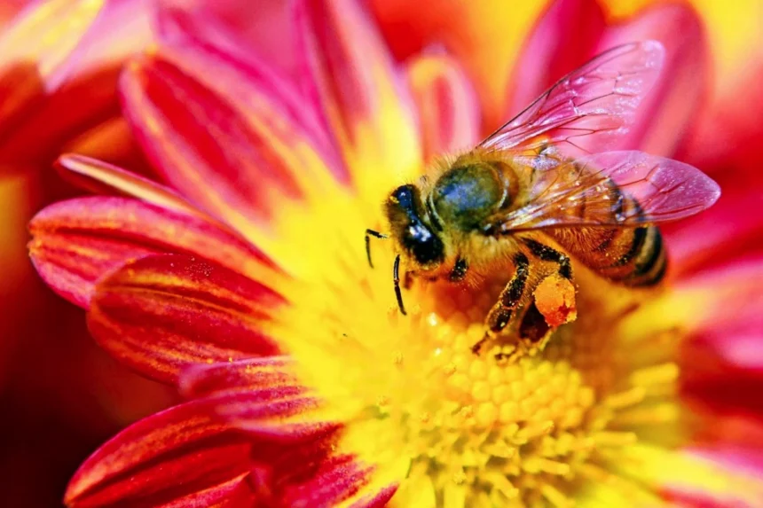 Bienen