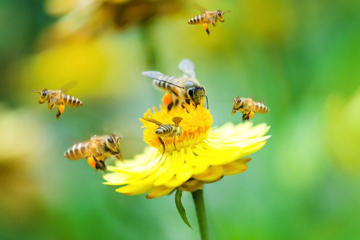 Bienen