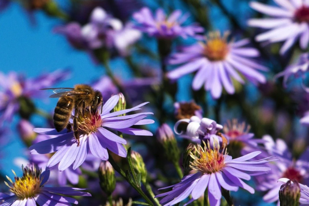 Bienen