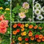 Wildblumen